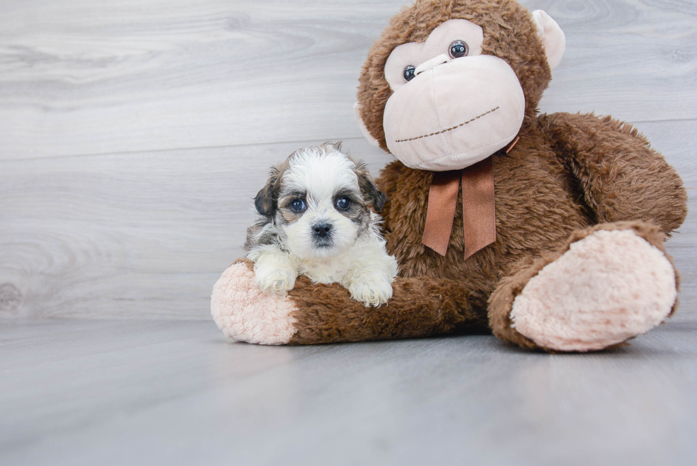 Teddy Bear Pup Being Cute