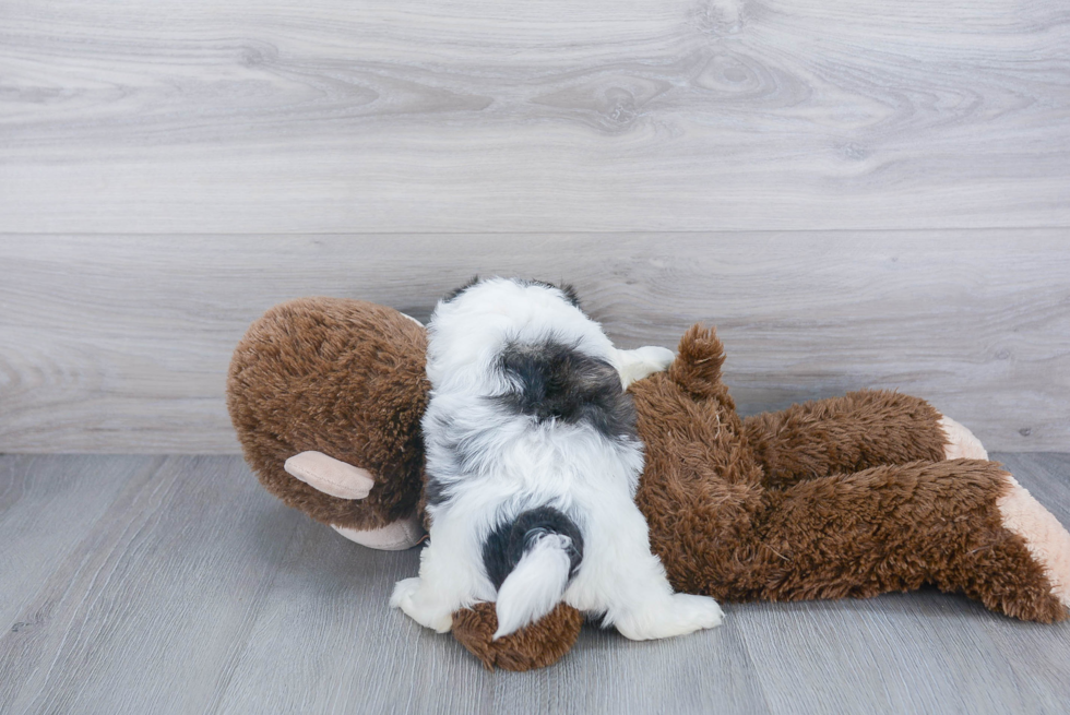 Teddy Bear Pup Being Cute