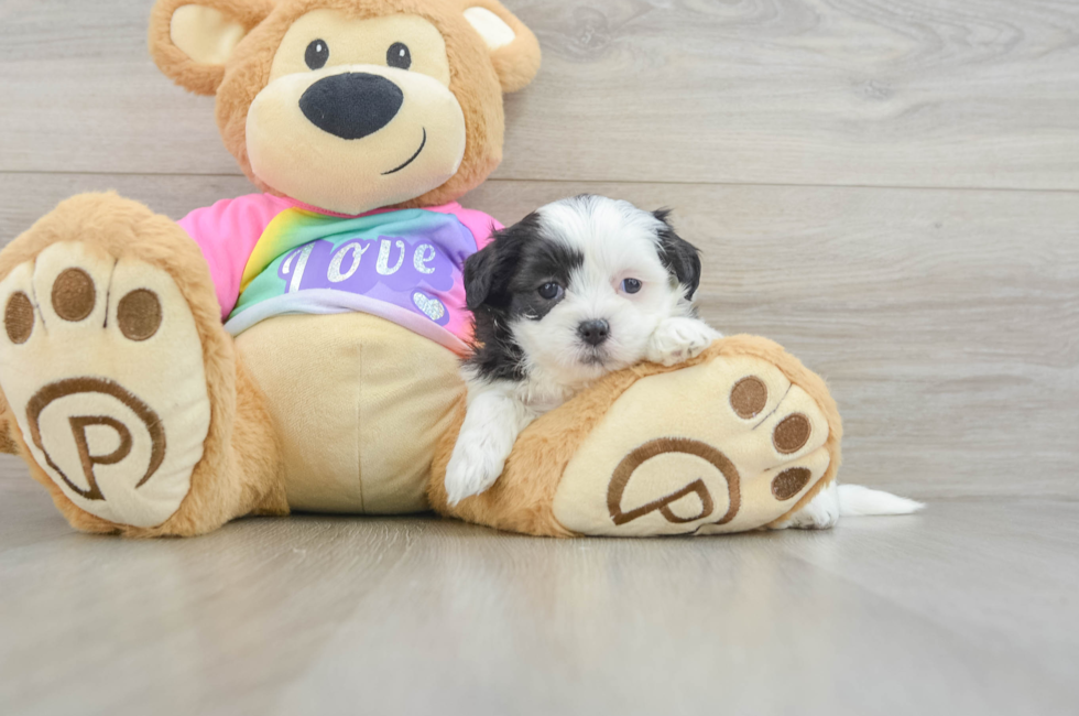 5 week old Teddy Bear Puppy For Sale - Premier Pups