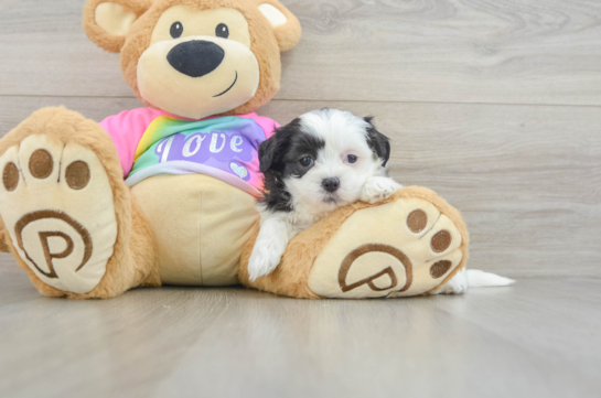 Adorable Shitzu Designer Puppy