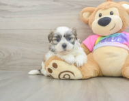 7 week old Teddy Bear Puppy For Sale - Premier Pups