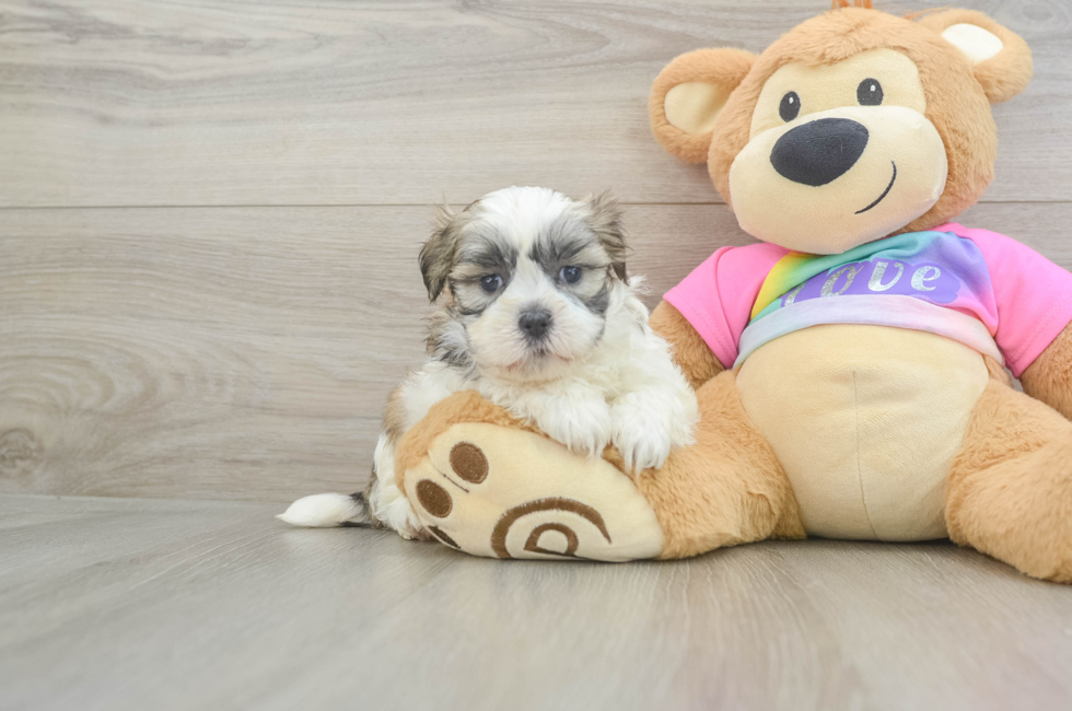 5 week old Teddy Bear Puppy For Sale - Premier Pups