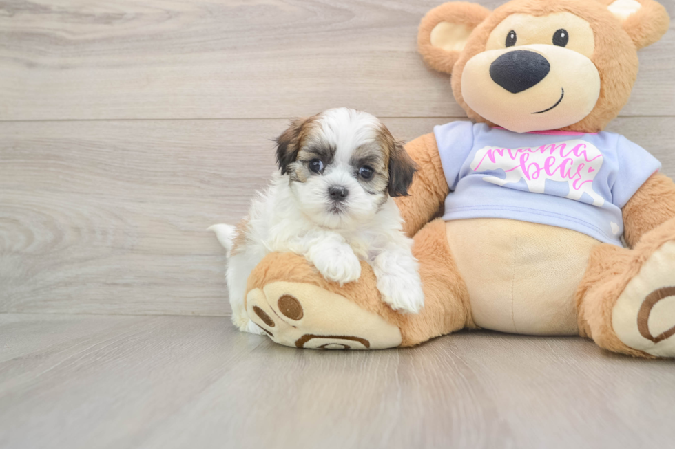 Playful Shitzu Designer Puppy