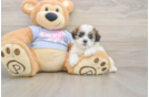 Small Teddy Bear Baby