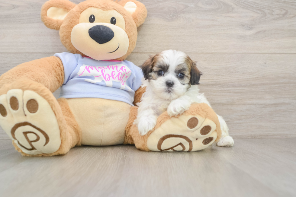 Small Teddy Bear Baby