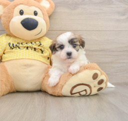 6 week old Teddy Bear Puppy For Sale - Premier Pups