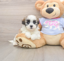 6 week old Teddy Bear Puppy For Sale - Premier Pups