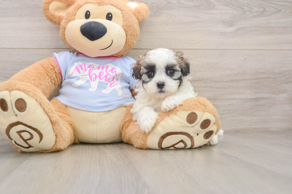Teddy Bear Puppy for Adoption