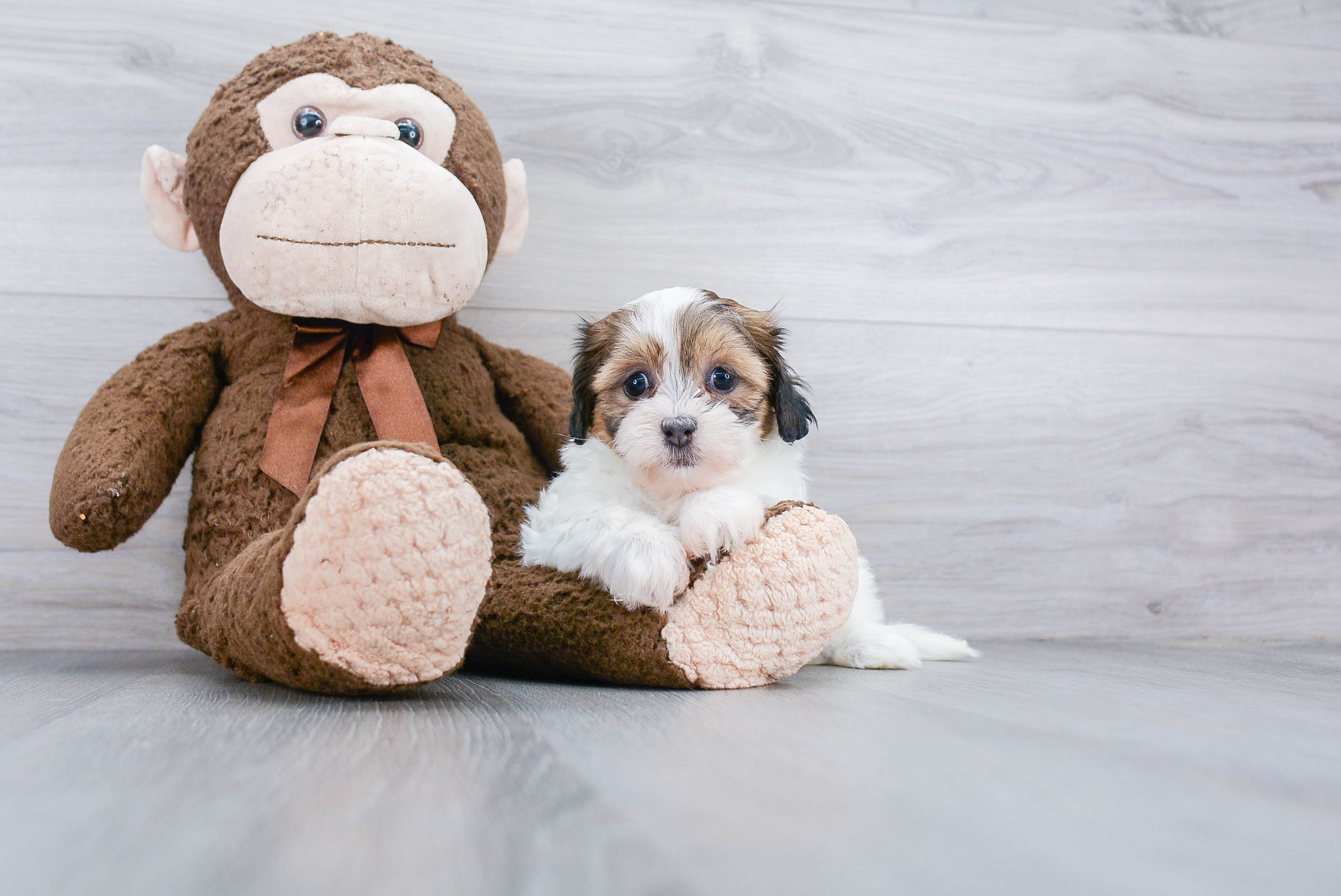 Fluffy Teddy Bear Designer Pup