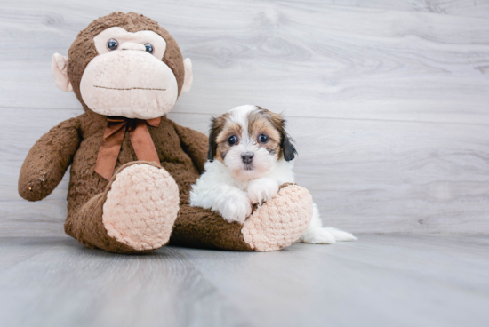 Fluffy Teddy Bear Designer Pup