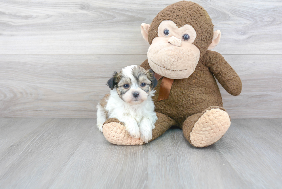 Teddy Bear Pup Being Cute