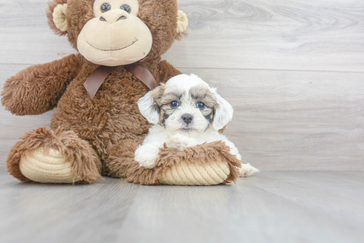 Popular Teddy Bear Designer Pup