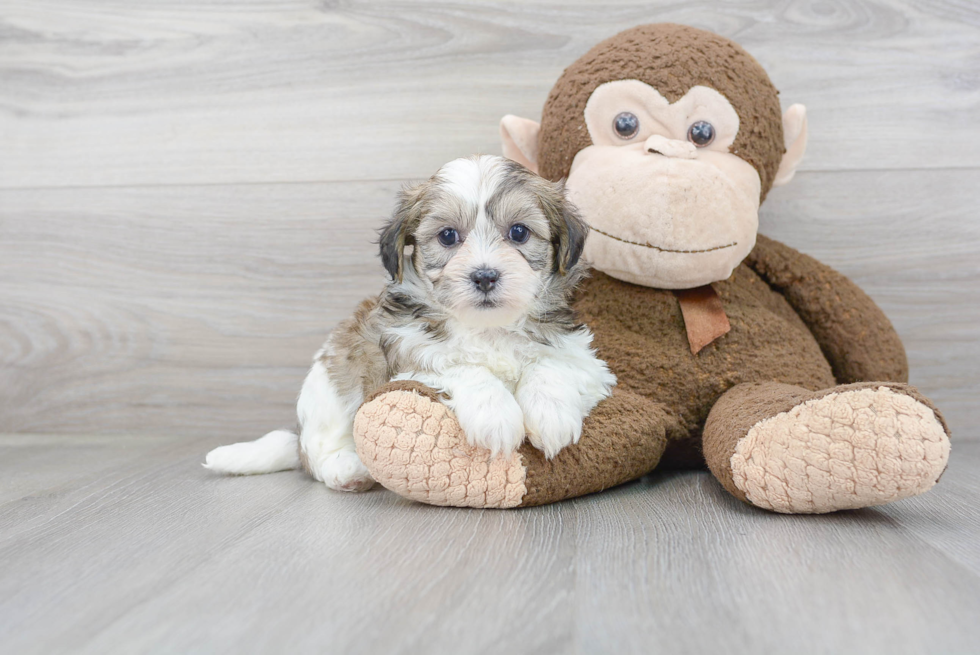 Popular Teddy Bear Designer Pup