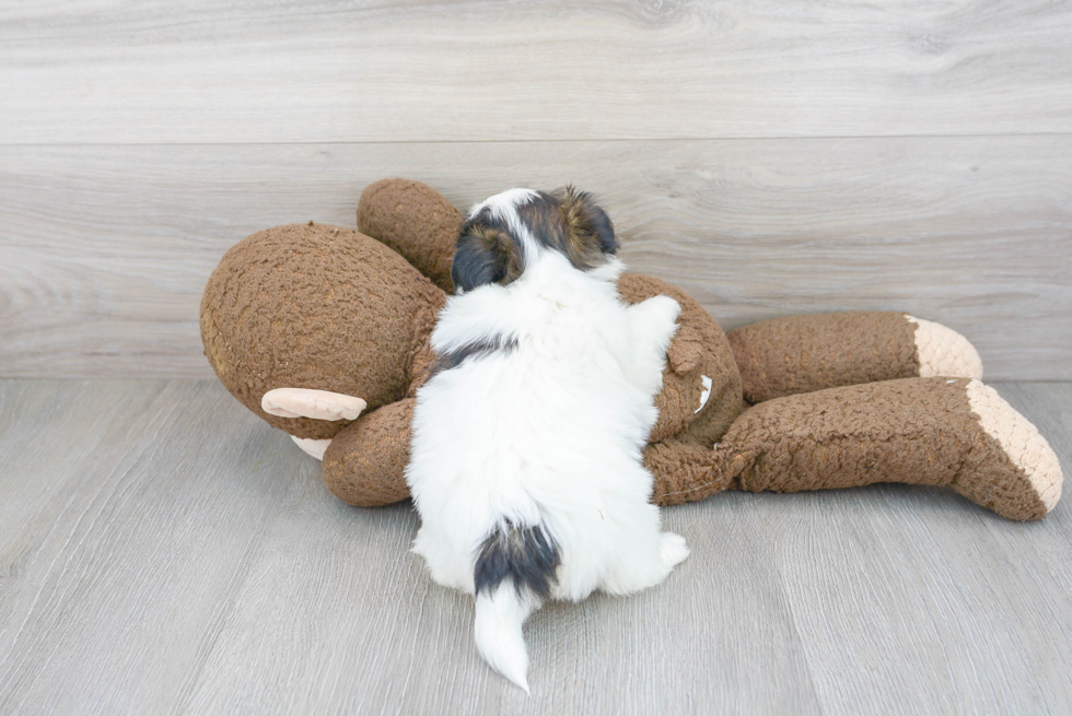 Happy Teddy Bear Baby