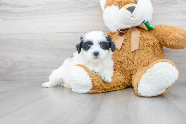 Friendly Teddy Bear Baby