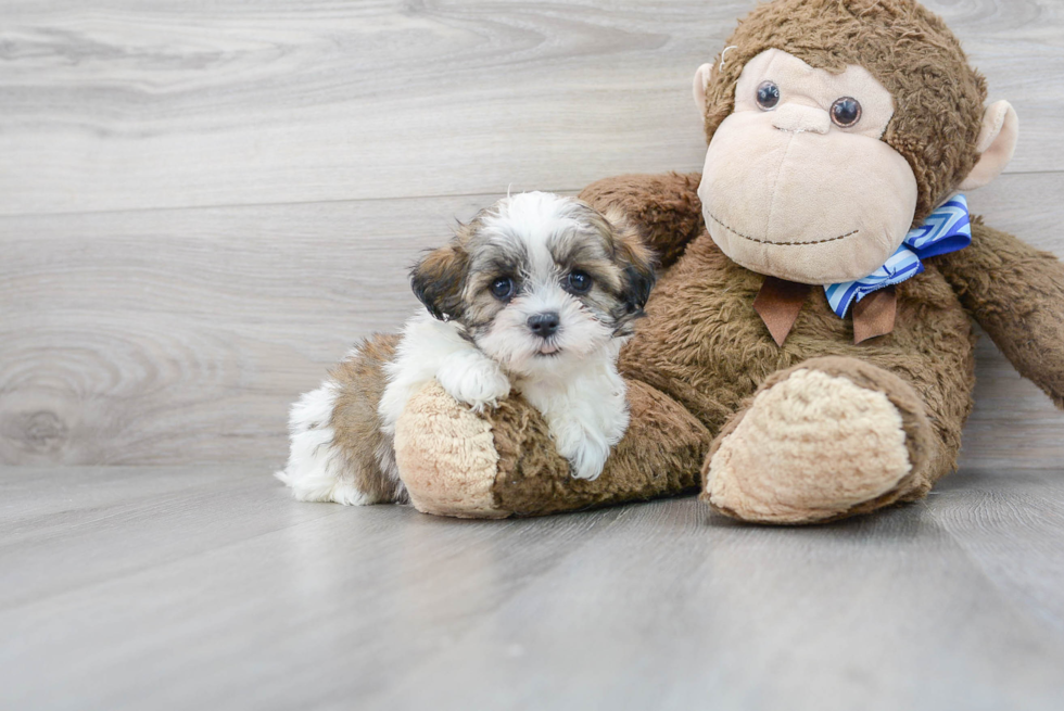 Teddy Bear Pup Being Cute