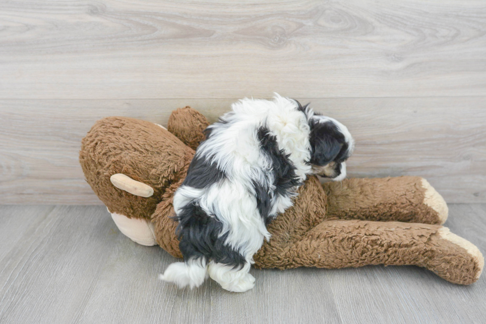 Popular Teddy Bear Designer Pup