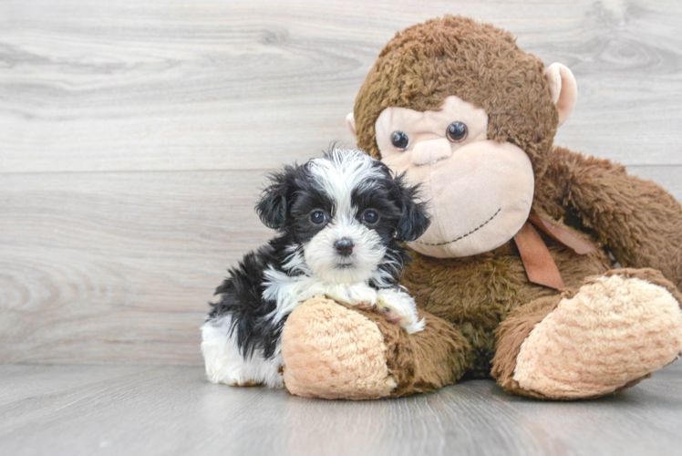 Teddy Bear Pup Being Cute