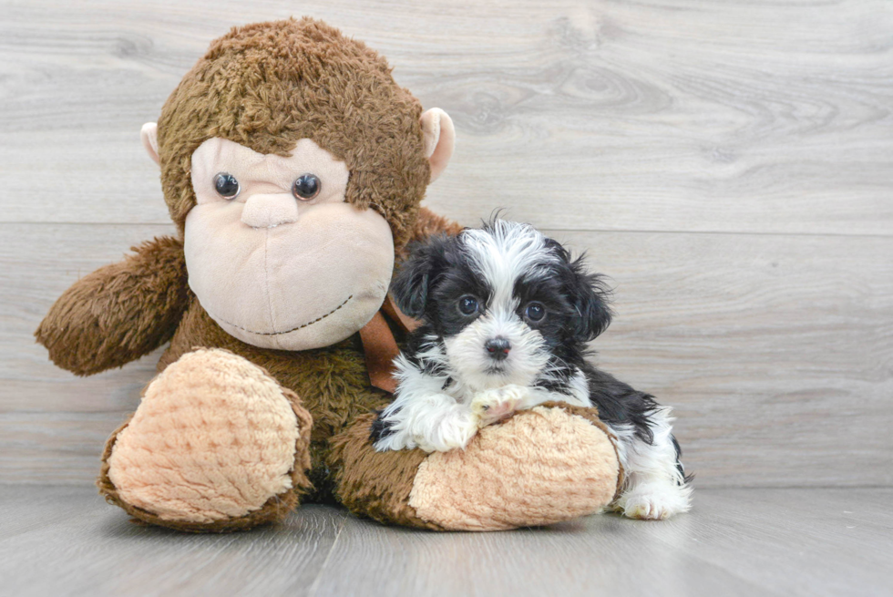 Teddy Bear Pup Being Cute