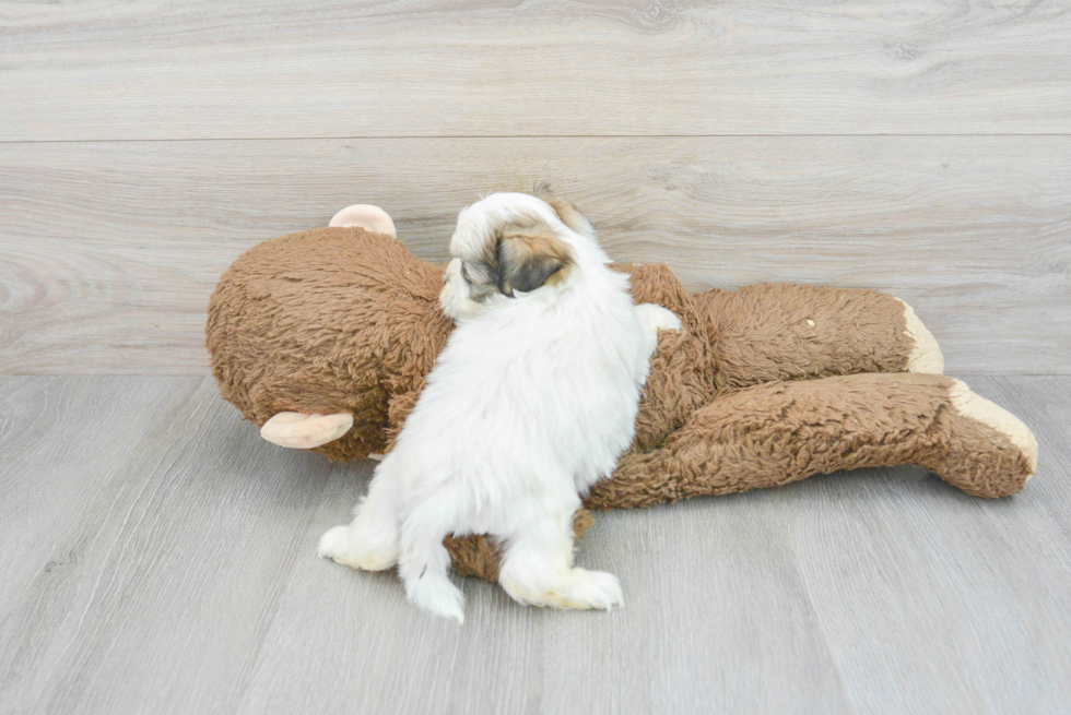 Friendly Teddy Bear Baby