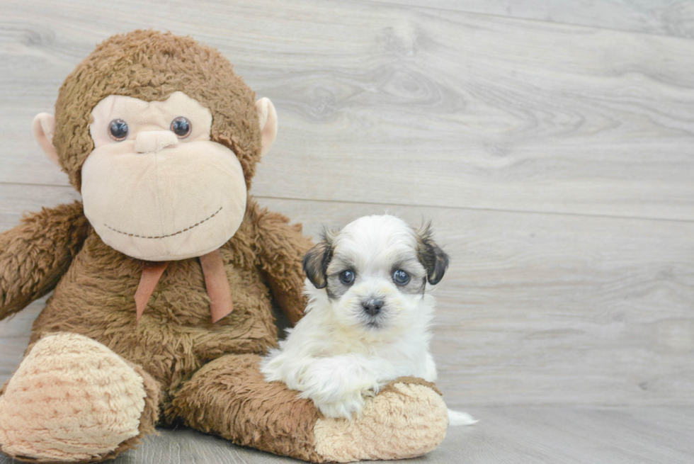 Energetic Shichon Designer Puppy