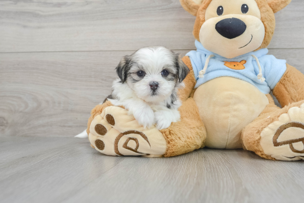 Teddy Bear Pup Being Cute