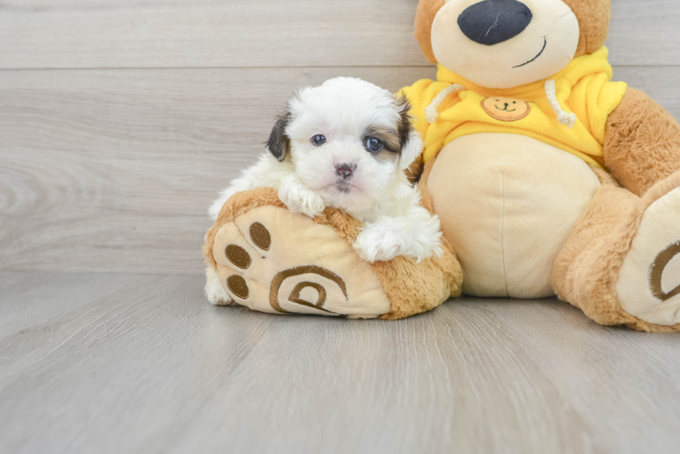 Energetic Shi Chon Designer Puppy