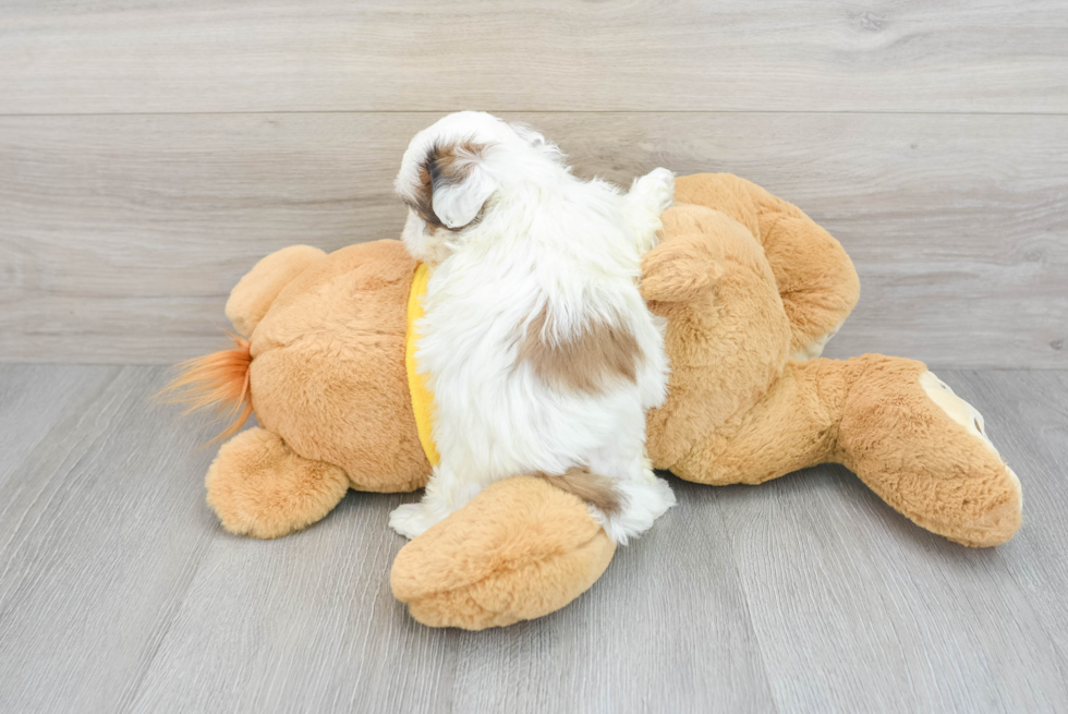 Teddy Bear Puppy for Adoption