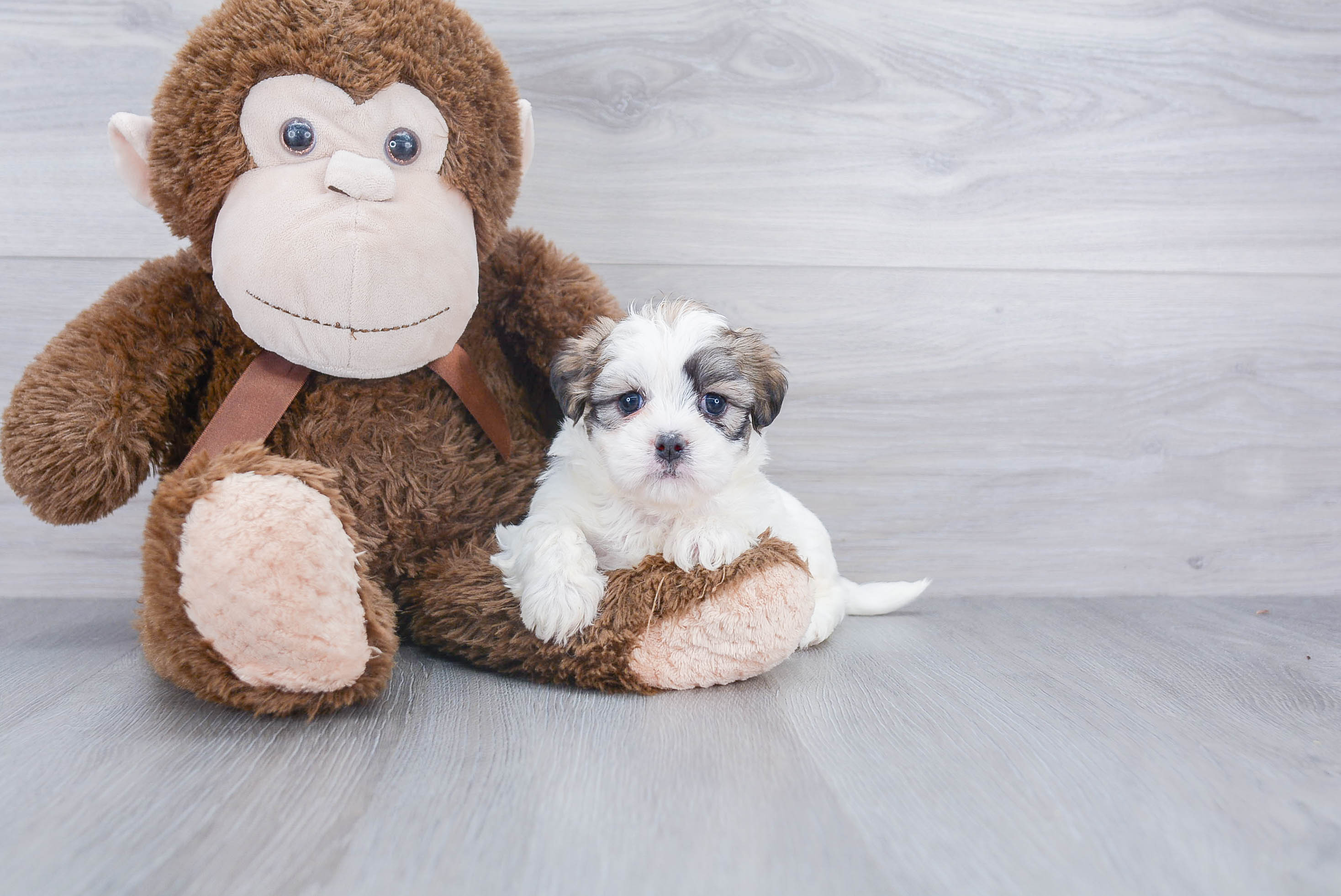 Best Teddy Bear Baby