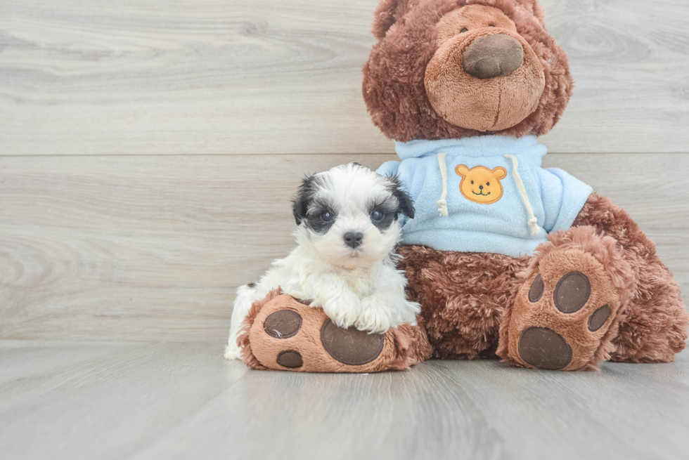 Best Teddy Bear Baby
