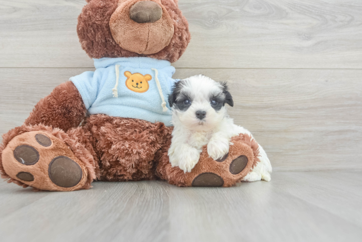Best Teddy Bear Baby