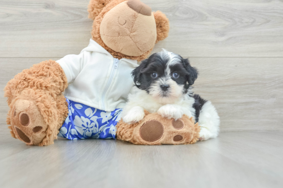 6 week old Teddy Bear Puppy For Sale - Premier Pups