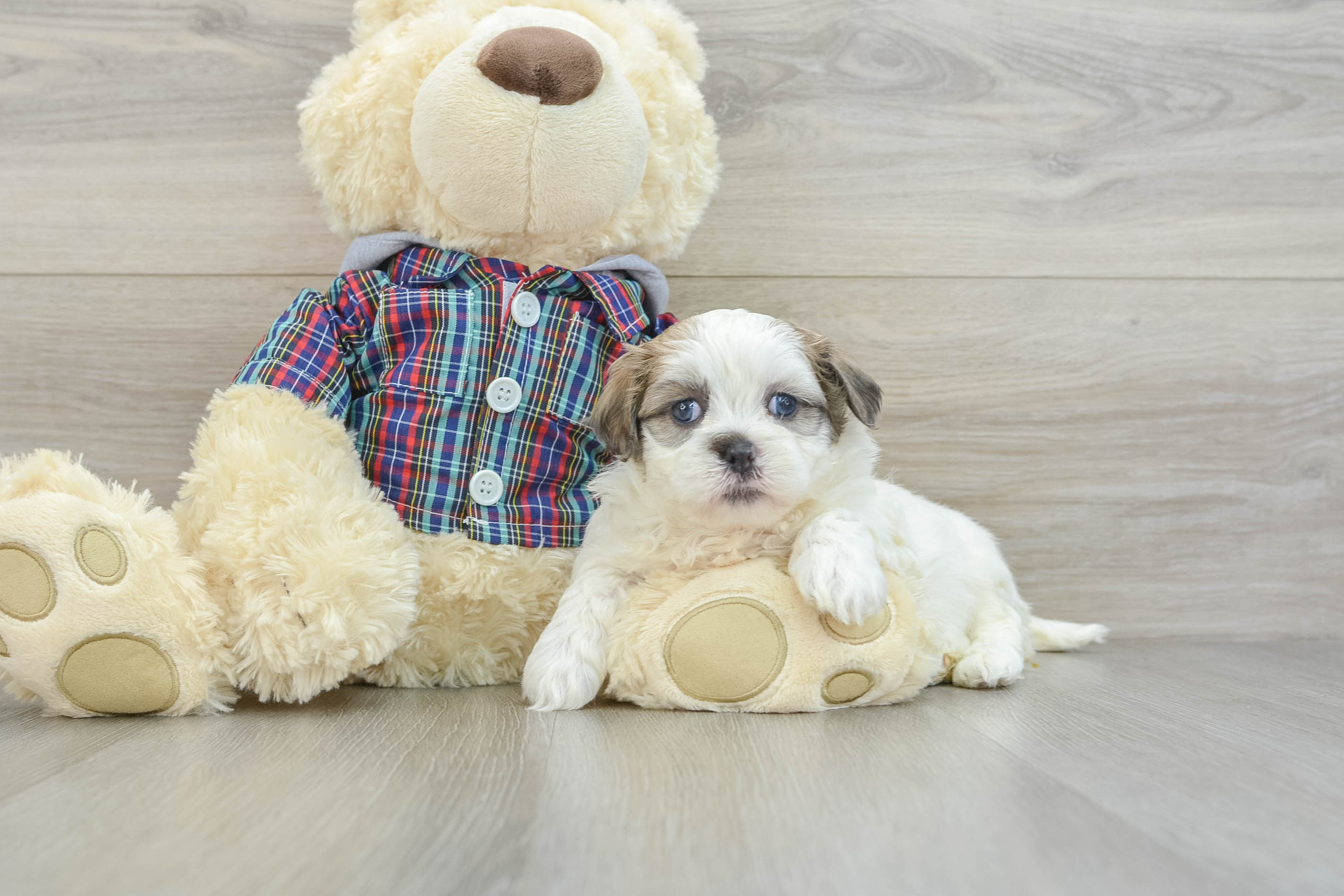 Teddy Bear Puppy for Adoption