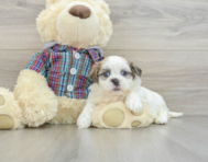 8 week old Teddy Bear Puppy For Sale - Premier Pups