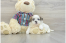 Teddy Bear Puppy for Adoption