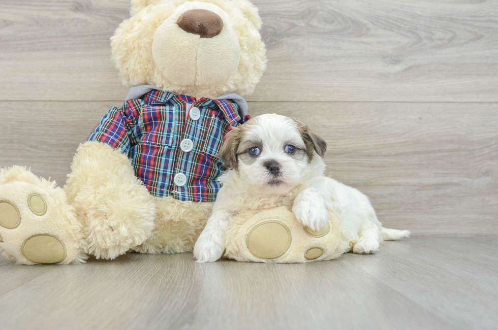 6 week old Teddy Bear Puppy For Sale - Premier Pups