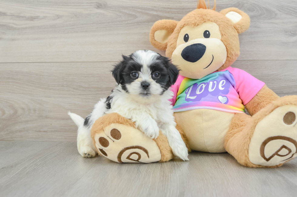 6 week old Teddy Bear Puppy For Sale - Premier Pups