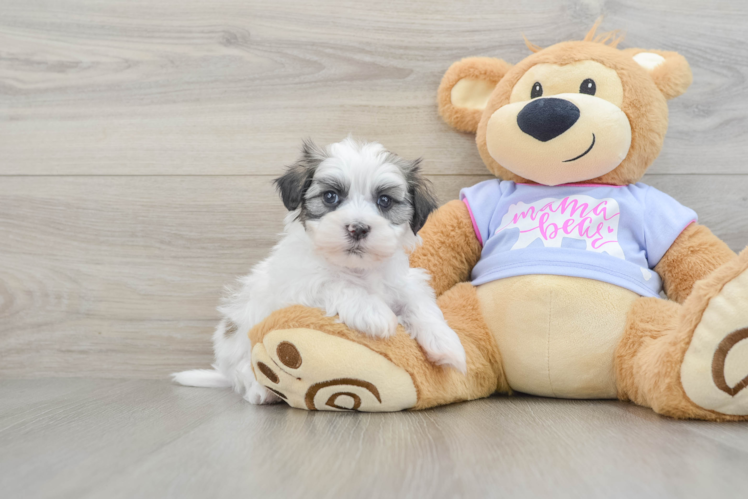 Sweet Teddy Bear Baby