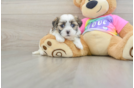 Teddy Bear Puppy for Adoption