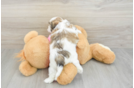 Sweet Teddy Bear Baby