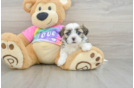 Popular Teddy Bear Designer Pup