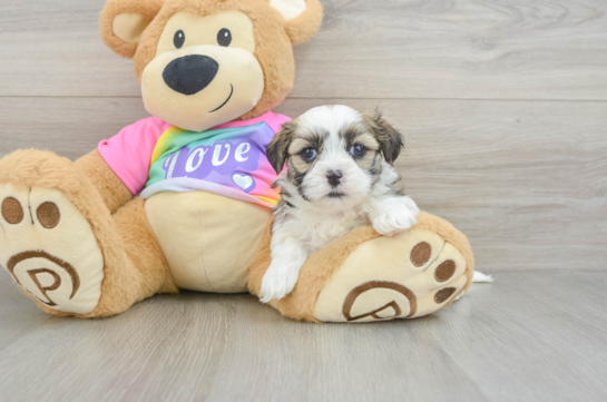 Popular Teddy Bear Designer Pup