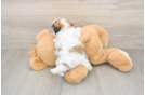 Adorable Shichon Designer Puppy