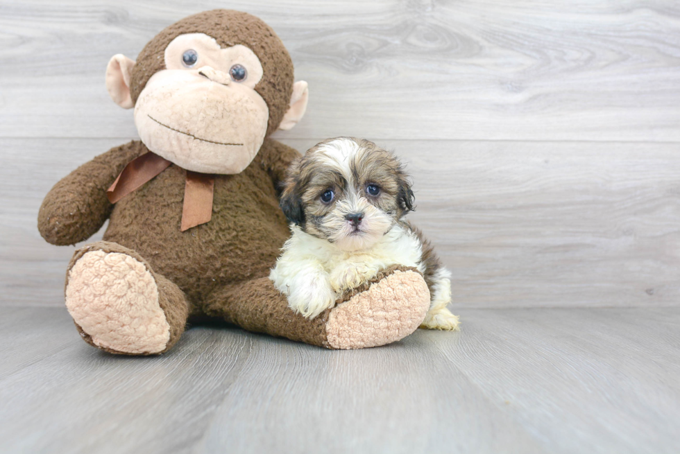 Funny Teddy Bear Designer Pup