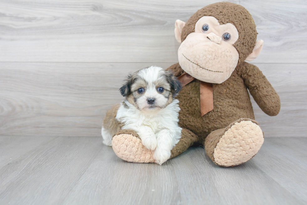 Teddy Bear Pup Being Cute