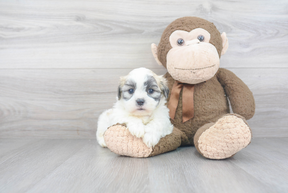 Teddy Bear Pup Being Cute