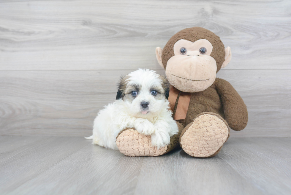 Teddy Bear Pup Being Cute