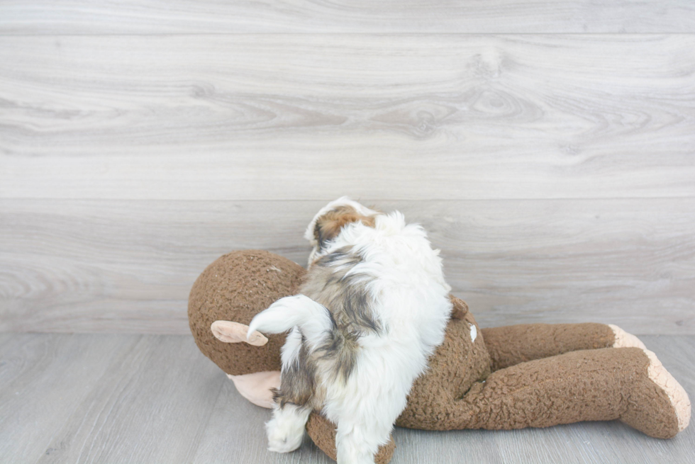 Teddy Bear Pup Being Cute