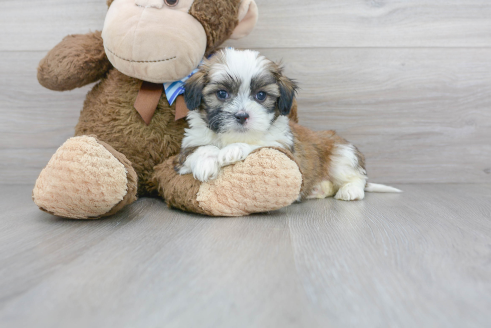 Fluffy Teddy Bear Designer Pup