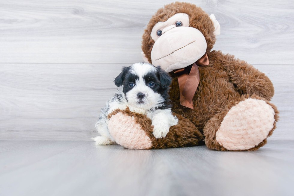 Teddy Bear Pup Being Cute